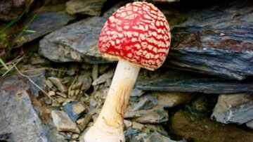 10 najbardziej trujących grzybów – jak je rozpoznać i uniknąć zatrucia?