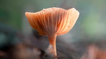 Olszówka (krowiak podwinięty) – trujący grzyb, który może być śmiertelnie niebezpieczny