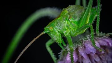 Pasikonik, świerszcz, konik polny – jak je odróżnić i czy mogą ugryźć?