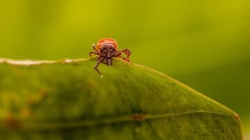 Pchła ludzka – jak wygląda, czy jej ugryzienie jest groźne i jak się jej pozbyć?