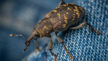 Pluskwy – objawy, ugryzienia i zwalczanie. Jak się ich pozbyć?