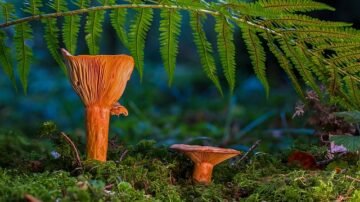 Rydze – to grzyby jadalne. Jak rozpoznać i przygotować rydze?