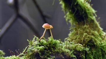 Grzybek tybetański – naturalny probiotyk o niezwykłej historii