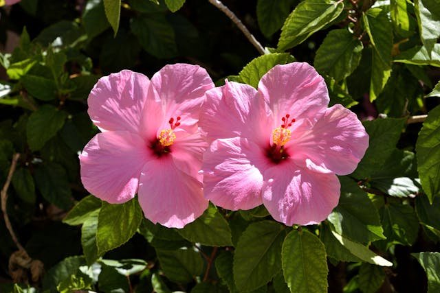 Hibiskus – właściwości zdrowotne i zastosowanie