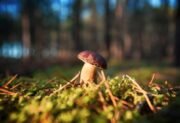Podgrzybek – jak go rozpoznać i przygotować w kuchni