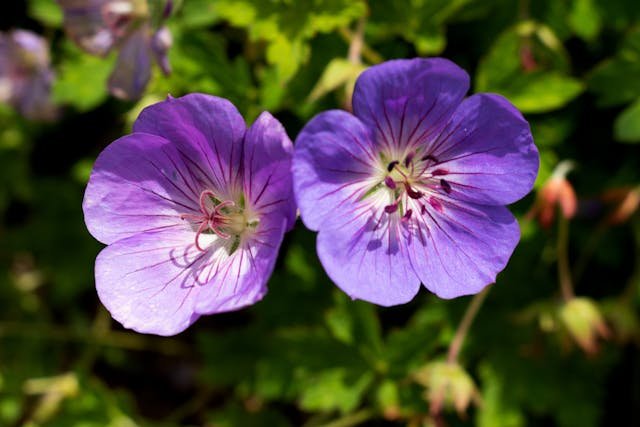 Geranium, czyli anginka – właściwości lecznicze i zastosowanie pelargonii pachnącej